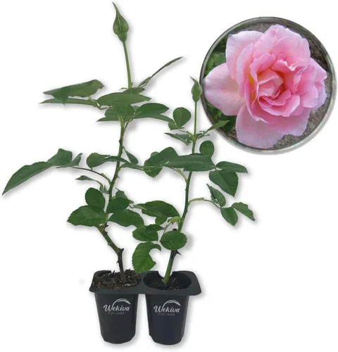 Vista 8 de Tiffany Rose Bush - 1 planta de inicio vivo - Impresionante cultivo híbrido de rosas de té añade color y fragancia a cualquier jardín