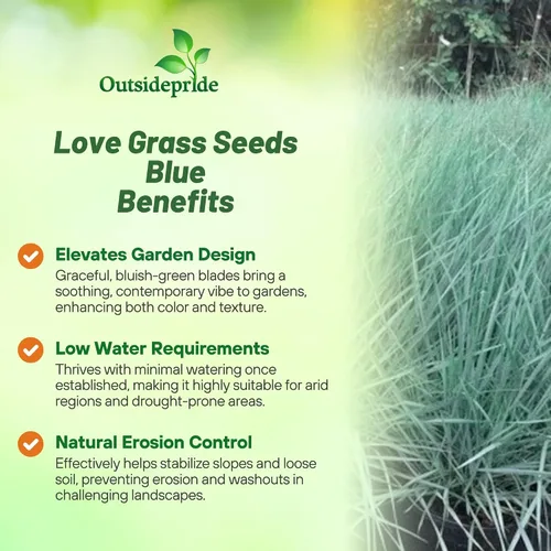 Vista 2 de Outsidepride 500 semillas perennes Eragrostis Elliotii Blue Eros Hierba ornamental de amor para siembra