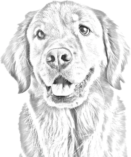 Vista 2 de dorado Retriever, alfiler de corbata, clip con una imagen de un perro, elegante y Casual