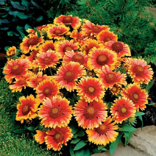 Vista 2 de Gaillardia Manta de flores, 100 semillas, hermosa flor brillante de corte grande