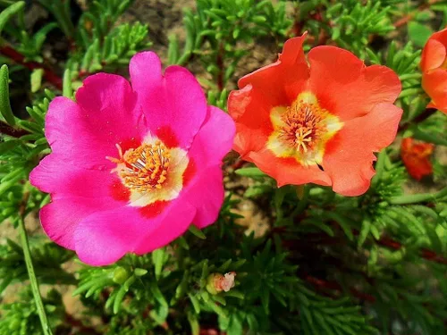 Vista 2 de Purslane - Mezcla de semillas de flores grandes, Portulaca Grandiflora, semillas suculentas de musgo rosa para plantar más de 1000 semillas
