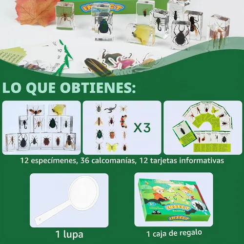 Vista 2 de Specimen de Insectos en Resina, 12 PIEZAS Colección Educativa Científica de Insectos, Specimens Reales de Varias Mariposas y Escarabajos