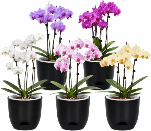 Vista 42 de QCQHDU 2 Pack 5.7 Inch Orchid Pots with Holes for Repotting, Double-Layer and Self Watering Orchid Pot with Good Air Circulation Verde