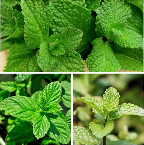 Vista 5 de Seed Needs - Paquete variado de 2 semillas de menta y hierbabuena