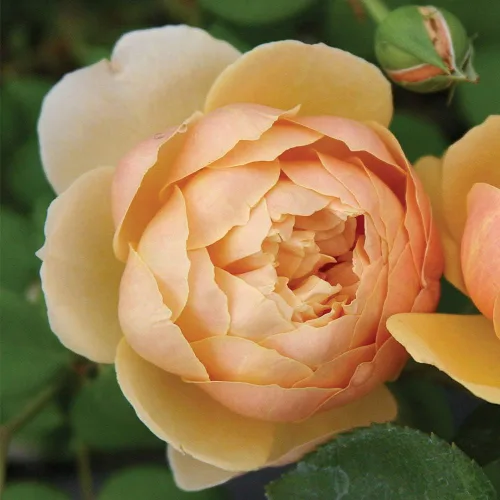 Vista 2 de Rosas arbustivas inglesas de reliquia, planta de raíz propia viva para jardín al aire libre, Charles Darwin®, muy fragantes, zonas de rusticidad