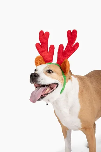 Vista 8 de Cuernos de reno de Navidad con orejas para grandes perros por Midlee