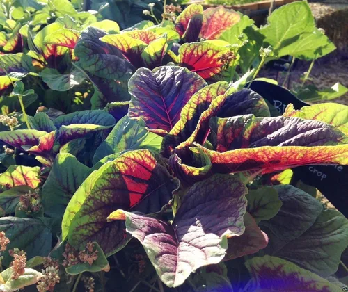 Vista 3 de Verduras de hoja, semillas de amaranto "Red" belleza chino espinacas Yin Cho o Callaloo.