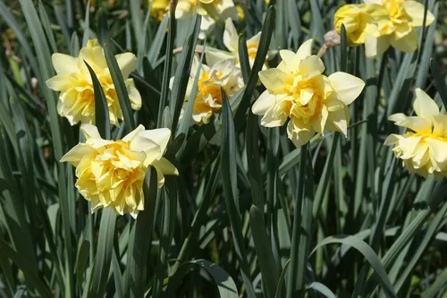 Vista 3 de Mantequilla y huevos de narciso/10 bulbos de narciso frescos saludables que producen flores amarillas dobles tradicionales en marzo por The Southern