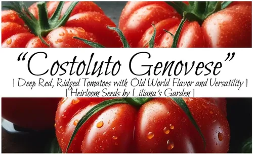Vista 2 de Liliana's Garden - Semillas de tomate "Costoluto Genovese" - Tomate italiano distintivo y tradicional del viejo mundo Tomate versátil para rebanar
