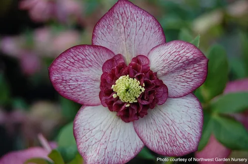 Vista 3 de Perennial Farm Marketplace Helleborus x Winter Jewels "Flor de Cerezo" (Rosa Cuaresmal) Perenne, 1 Quart, Flores Rojas