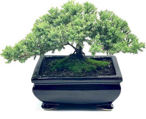 Vista 2 de Árbol bonsái de enebro enano vivo Interior/exterior 100% hecho a mano Decoración para el hogar y la oficina El mejor regalo para vacaciones