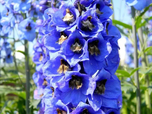 Vista 4 de Blue Delphinium Larkspur - Semillas de flores altas variadas de más de 30 semillas sin OMG para cultivar