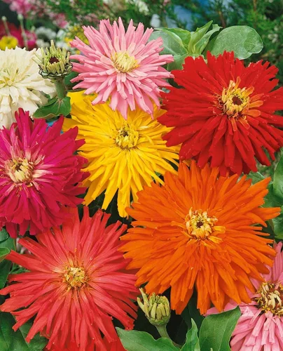 Vista 2 de Zinnia Elegans, mezcla de flores de cactus, paquete de 1,500 semillas por Seeds2Go