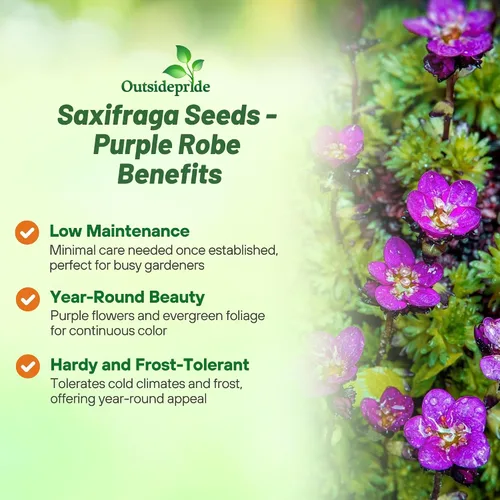 Vista 3 de Outsidepride Semillas de cobertura del suelo de Saxifraga de color morado rosa – 2000 piezas perennes, follaje de hoja perenne, flores rojas carmín