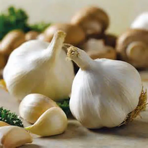 Vista 4 de BOMBILLA DE AJO (SIETE), BOMBILLA DE AJO FRESCA CALIFORNIA SOFTNECK PARA PLANTAR Y CULTIVAR TU PROPIO AJO O COCINAR TU COMIDA FAVORITA.