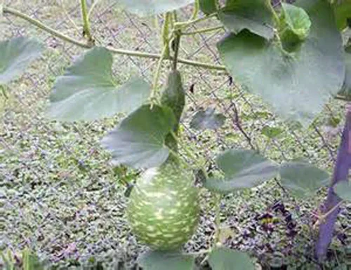Vista 3 de Semillas de calabaza de cisne moteadas, paquete de 25 semillas, producto estadounidense. Embalado por JACOBS LADDER ENT. (25)