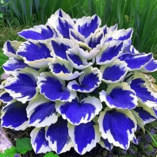 Vista 6 de Más de 350 semillas de Hosta de forma de corazón Hosta raíces desnudas - Foliaje rico, hojas en forma de corazón, hostas exóticas tolerantes a