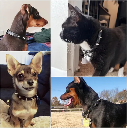 Vista 2 de Enjoying Spike - Collar de gato con púas para perros extra pequeños a pequeños, protector antimordeduras, collar de piel sintética con anillos