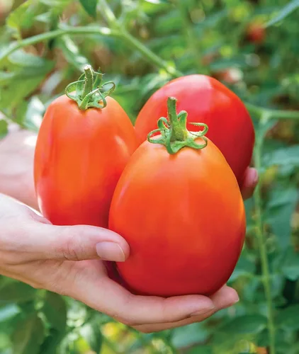 Vista 7 de Burpee 'Big Mama' Hybrid Tomate de pasta roja grande 50 semillas