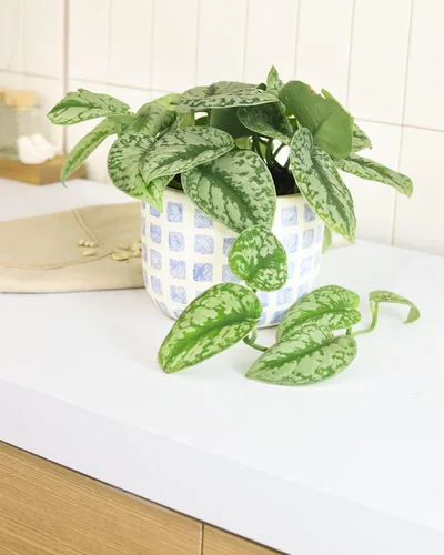 Vista 6 de Silver Splash Pothos - Scindapsus Pictus 'Exotica' (maceta cultivadora de 4 pulgadas) – Planta de interior fácil de cultivar – Planta