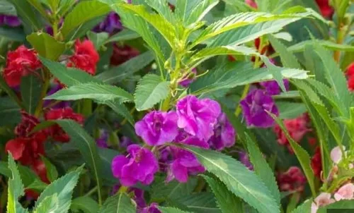 Vista 3 de Generic 100pcs Balsam Camellia Semillas de Flor 100pcs Balsam Camellia Semillas de Flor 100 semillas de flores de camelia de bálsamo