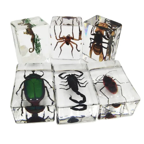 Vista 8 de Espécimen de resina Colección de insectos Pisapapeles Espécimen animal para educación científica 6 estilos insectos
