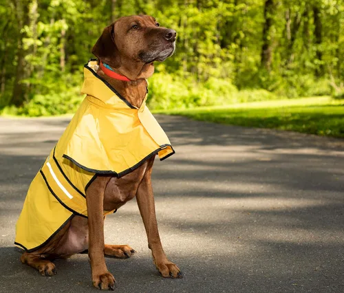 Vista 7 de Fashion Pet días lluviosos Slicker Amarillo Raincoat, XS, Amarillo