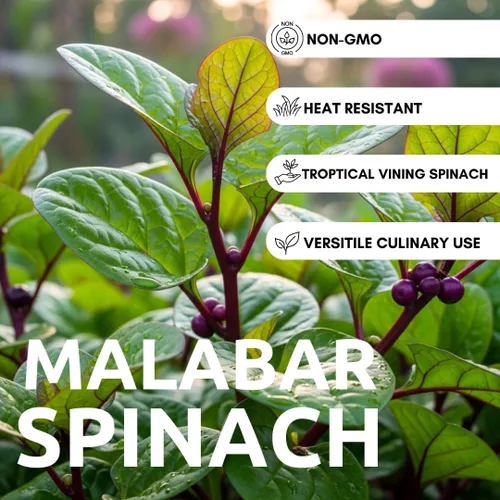 Vista 2 de 100 Red Malabar spinach Seeds [callo de hoja gruesa de Guyanés] vid de rápido crecimiento