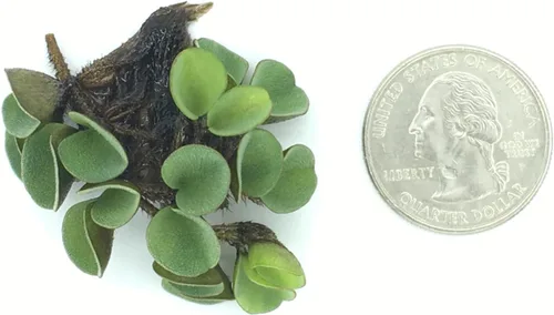 Vista 3 de Musgo de agua asiático, Salvinia cucullata, acuario vivo/acuático/de agua dulce/planta flotante/estanque, tanque plantado, paisaje acuático por