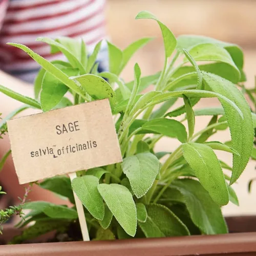 Vista 5 de Hoja ancha de salvia (50 semillas)