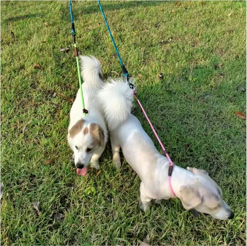 Vista 19 de MayPaw Collar ajustable de cuerda de nailon para entrenamiento de perros, collares de perro Martingala redondos sin tirones para perros pequeños