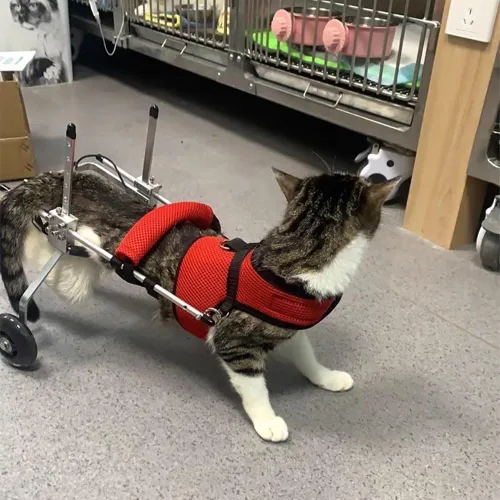 Vista 2 de Silla de ruedas ajustable para gatos, silla de ruedas para mascotas totalmente personalizable para perros y gatos pequeños con correa de pecho a