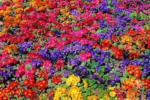 Vista 2 de 50 semillas mixtas de flores de planta de interior con sombra de prímula vulgaris