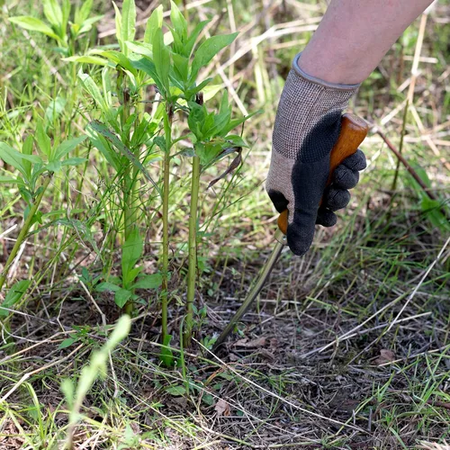 Vista 3 de Herramienta de extracción de malezas de diente de león de mano de 13 pulgadas - Herramienta de eliminación de raíces de desmalezadora de jardín
