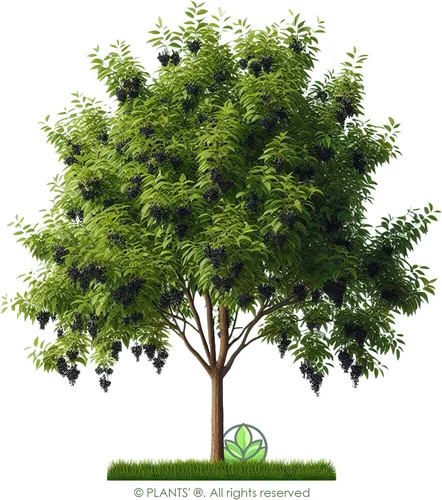Vista 3 de European Black Cherry Tree Premium Seeds Prunus padus 'Summer' Plants'® (Premium Seeds, 5)