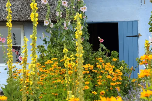Vista 2 de Great Mullein Verbascum thapsus 1500 Semillas Heirloom - Sin OGM - Polinizado abierto