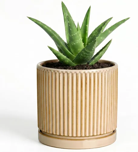 Vista 40 de 8 Inch Flower Pot, Ceramic Planters, Round Plant Pot, Beige