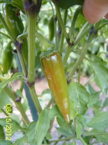 Vista 3 de Costeno Amarillo Pepper Seeds, Rare Mexican Heirloom Chili, Bright Lemony-Citrus Flavor, 25 Seeds