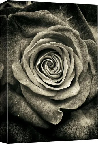 Vista 30 de wall26 Lienzo impreso para pared, diseño de rosa del desierto, suculentas, naturaleza, desierto, fotografía, realismo, floral, botánico, suroeste