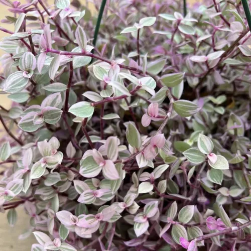 Vista 4 de Pink Callisia Repens Plant Live, maceta de 4 pulgadas
