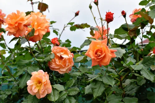 Vista 4 de 5 Seeds Orange Climbing Rose Rosa Bush Vine Climber Fragrant Butterfly Flower Seeds
