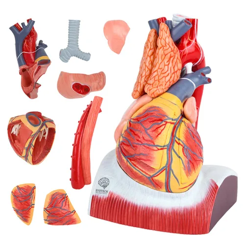 Vista 7 de EVOTECH SCIENTIFIC Modelo de corazón humano de lujo con glándula de timo y base de diaframa, 10 piezas, 1.5X tamaño natural, modelo de corazón