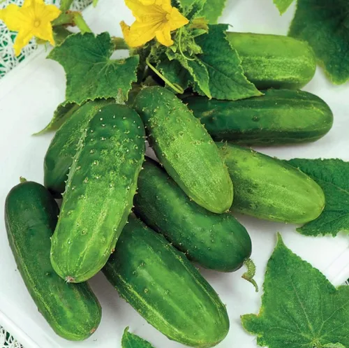 Vista 2 de Pepino Indoors F1 Vine Autopolinizada Vegetal Orgánico Sin OMG