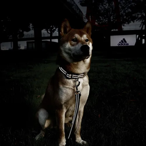 Vista 8 de Collar reflectante para perros grandes, collar de malla acolchado para perros grandes, collar ajustable para mascotas con hebilla de liberación Gris