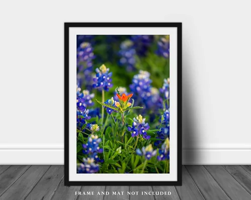 Vista 3 de Impresión de fotografía de flores silvestres (sin marco) Imagen vertical del pincel indio destacado en arándanos en el día de primavera en Texas