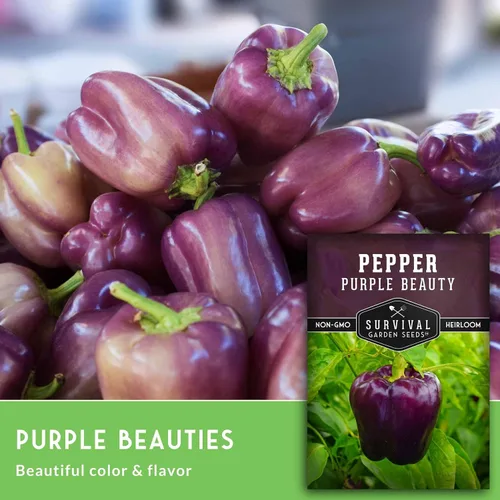 Vista 4 de Purple Beauty - Semillas de pimiento morrón para plantar Pimientos morados dulces tradicionales para jardines domésticos – Polinizado abierto sin