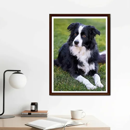 Vista 3 de YEEIFFD Pintura de diamante redondo Border Collie Dog DIY Rhinestone bordado arte adulto por número, kit de manualidades para decoración del hogar