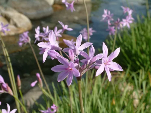 Vista 3 de Society Garlic Tulbaghia Violacea Tulbaghia Violacea Tolerante a la sequía, flores fragantes, plantas ornamentales perennes, de bajo