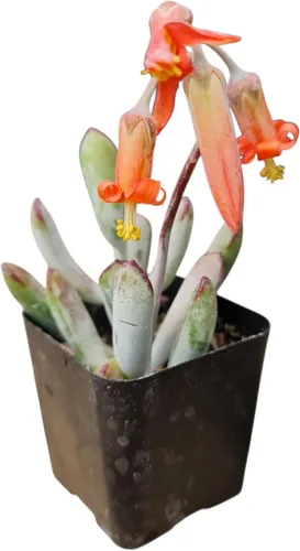 Vista 2 de Plantas de cotiledón suculentas vivas (maceta de cotiledón colgantes de 2 pulgadas)