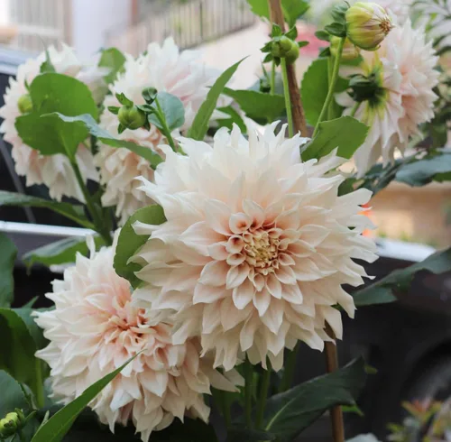 Vista 5 de Mezcla rara Dalia Pompon Semillas de flores Coloridas Variabilis Hermosa planta anual de césped al aire libre Bonsái Semillas Floración Floración